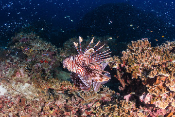 Colorful predatory Lionfish hunting on a dark tropical coral reef in the early morning