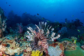 Fototapeta na wymiar Colorful predatory Lionfish hunting on a dark tropical coral reef in the early morning