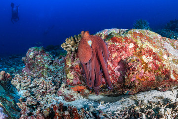Large beautiful Octopus out in the open on a dark tropical coral reef