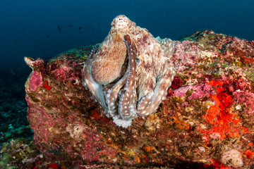 Naklejka na ściany i meble Large beautiful Octopus out in the open on a dark tropical coral reef