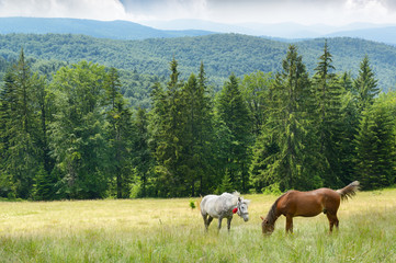 Beautiful horses graze on pasture. Carpathians