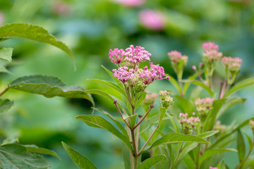 Common Milkweed Plant Blooming at Kenilworth Aquatic Park in Washington DC