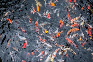 Beautiful carp koi fish swimming in pond in the garden