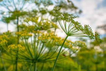Garden dill blossoms against the sky on a meadow among the forest © Anna