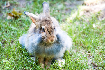 Domestic beige rabbit with fluffy fur looking with his long ears rised, at the zoological garden