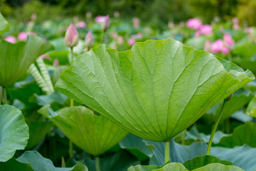 underside of a beautiful green lotus flower leaf at Kenilworth Gardens in Washington DC USA
