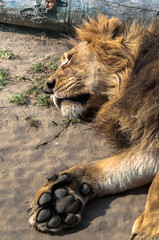 Big lion lying on the sand with his paw exposed, at the zoological park
