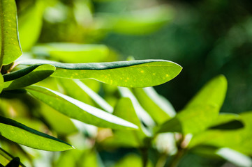 Green leaves growing in the sunlight at the botanical garden