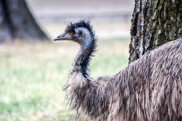Emu staring into space, against a tree, at  zoological park