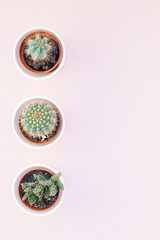 Obraz na płótnie Canvas Top view of small pots with decorative cactuses
