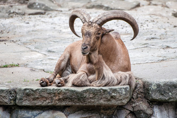 Tired wild goat lying on a rocky ground, goat with huge horns