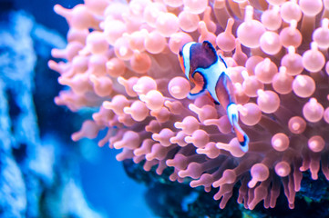The orange clownfish (Amphiprion percula) also known as percula clownfish and clown anemonefish swimming in the aquarium, at the zoological park - obrazy, fototapety, plakaty