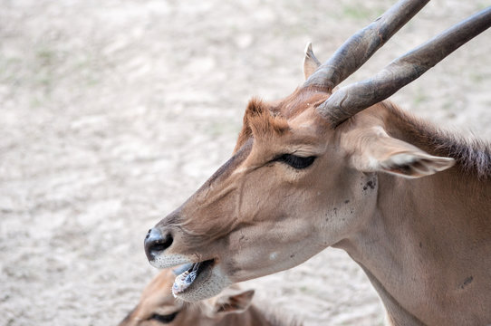 Wild deer chewing its food, sitting with his family on the ground, at the zoological park