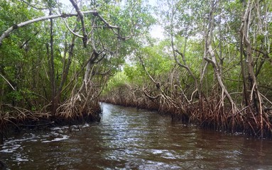 Swampland everglades USA