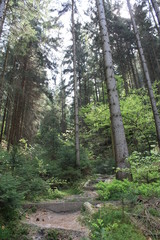 Waldlandschaft