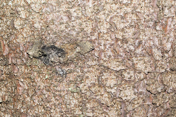 pine bark, texture