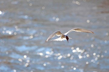 A tern swam over the water to track down the fish