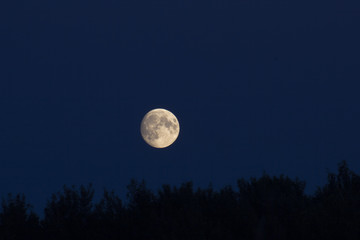 Fototapeta na wymiar full moon over the trees