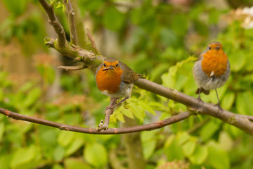Robins on a branch