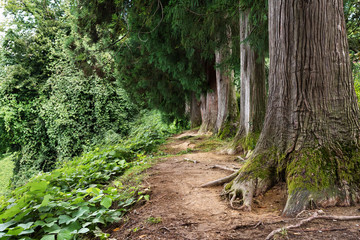 A rainforest. Beautiful trees, a thick forest.