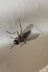 Single Close up of a fly