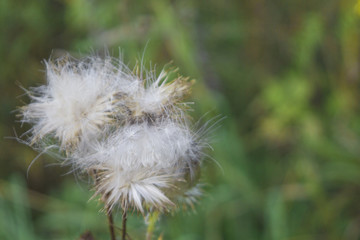 Fototapeta premium thistle flower, fluff