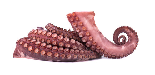 Tentacles of octopus isolated on white background
