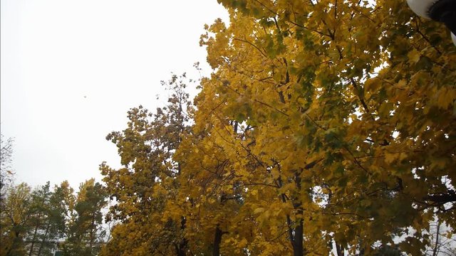 Autumn yellow trees. Slow motion.