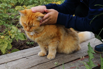 Fototapeta premium hand stroking a red cat on street