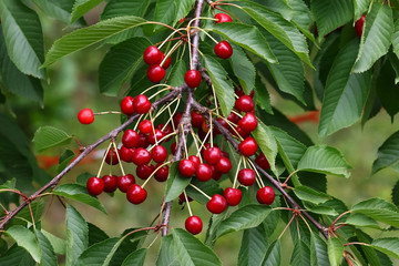 Kirschen am Baum, Prunus avium