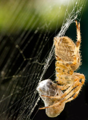 Spider with prey