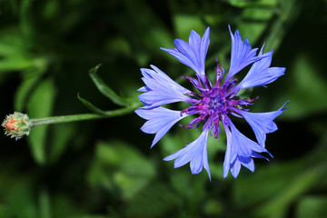 Obraz premium Blaue Kornblume, Centaurea cyanus