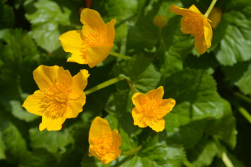 Marsh marigold