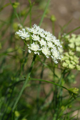 Narrow-leaved water-dropwort