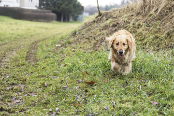 old golden retriever dog