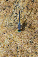 Chalky Percher - Diplacodes trivialis, beautiful blue dragonfly from Sri Lanka lakes and rivers.