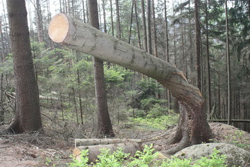 Baumstamm gebogen