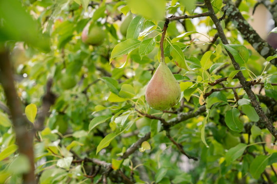 Pear tree