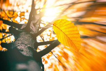 Foliage in the park. Falling Leaves background. Tree trunk and Fall with sun light. Autumn mood. Autumnal Background. Wind blowing dry leaf out of the tree branch.