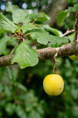 Yellow plum