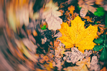 Autumn fall background. Twist effect with focus on a single yellow leaf. Early frosts