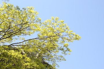 sky blue and green tree