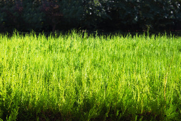 The greens in the background
