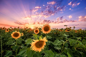 Photo sur Plexiglas Campagne Paysage d& 39 été : beauté coucher de soleil sur champ de tournesols