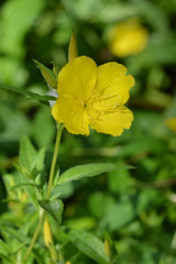 Common sundrops