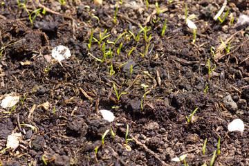 vegetable seedlings 