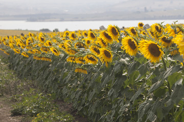 Colorful sunflower field and wind
