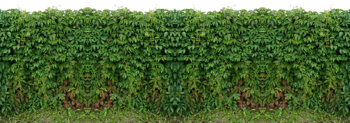 seamless pattern over horizontal texture fence vine ivy isolate white background natural photo - obrazy, fototapety, plakaty
