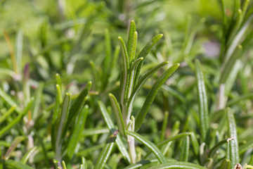 Rosemary Plant 