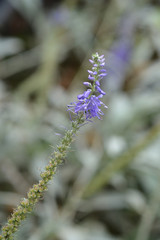 Silver speedwell